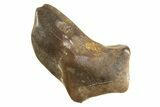 Fossil Pachycephalosaurus Tooth - Montana #338969-1